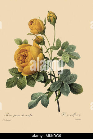 Doppel Schwefel Rose Stockfoto