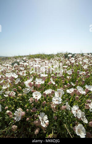 Blühende meer Campion, Silene uniflora, im Mai auf Chesil Beach in der Nähe von West Bexington Dorset England UK. Meer Campion begünstigt Küstenregionen d Stockfoto