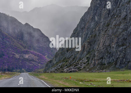 Asphaltierte Straße in den Bergen mit Nebel und Lila rhododendron Blumen auf den Hängen der Berge im Frühling in Wetter Stockfoto