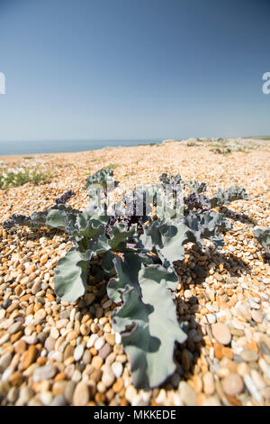 Sea Kale, Crambe maritima, wachsen in den Kies von Chesil Beach westlich von West Bexington in Richtung Cogden in Dorset England UK. Sea Kale ist. Stockfoto