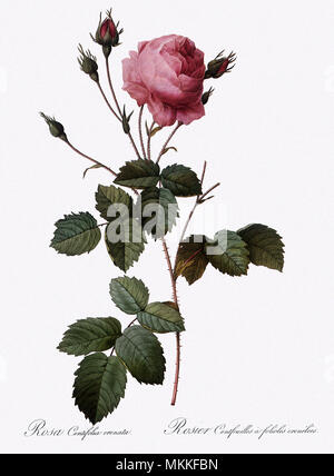 Crenate-Leaved Kohl Rose, Rosa Centifolia Meserveae Stockfoto