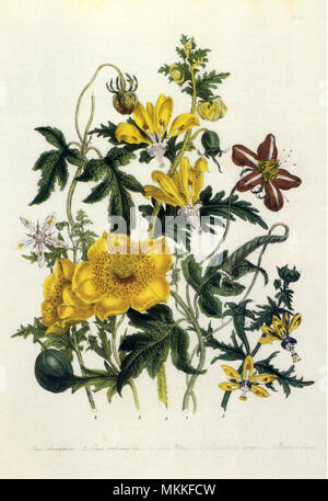 Wildblumen Stockfoto