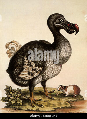 Dodo, Raphus cucullatus Stockfoto