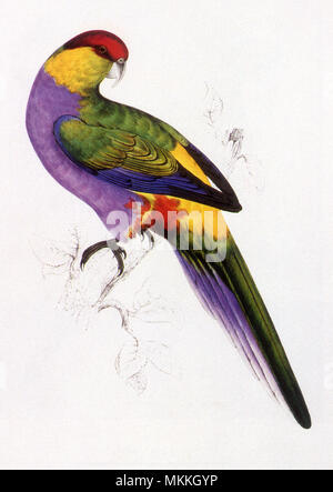 Papagei, Purpureicephalus spurius Red-Capped Stockfoto