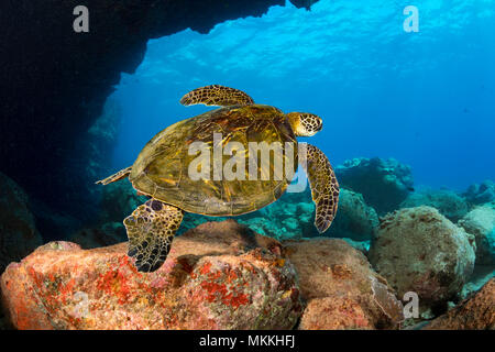 Dieses grüne Meeresschildkröte, Chelonia mydas, eine vom Aussterben bedrohte Spezies, ist vorbei unter Lone Tree Arch, ein Tauchplatz an der Küste von Kona, Hawaii. Stockfoto