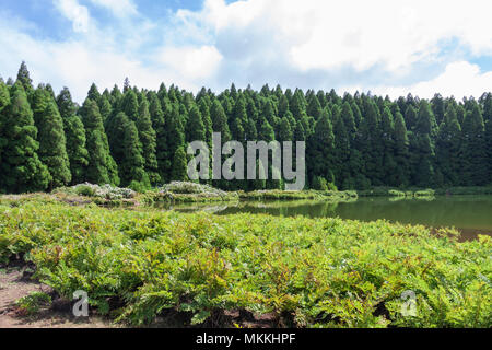 Lagoa das Empadadas in Wald, Sao Miguel, Azoren, Portugal, Europa Stockfoto