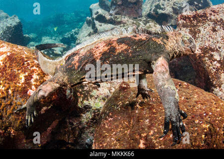 Diese Marine iguana, Amblyrhynchus cristatus, (endemisch) wurde fotografiert Santa Fe Island Unterwasser Fütterung auf Algen, Galapagos, Ecuador. Stockfoto