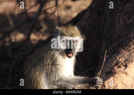 Meerkatze in der Abendsonne. Stockfoto