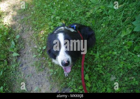 Ein Border Collie Hund an der Leine im Gras sitzen neben einem Wanderweg Stockfoto