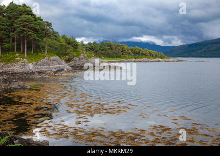 Ufer des Loch Sunart auf Ardnamurchan Halbinsel, der längste See Loch Ness in den Highlands, Schottland, Großbritannien Stockfoto