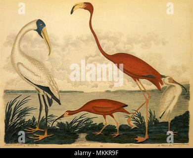 Holz Storch, Scarlet Ibis, Greater Flamingo, White Ibis Stockfoto