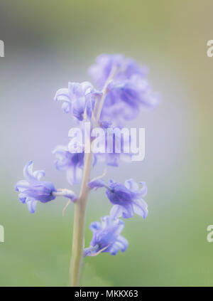 Marco Soft Focus bluebell, mit einem verträumten Hintergrund Stockfoto