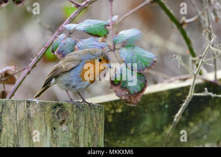 Robin sitzt auf zaunpfosten vor dornbusch Blätter Stockfoto