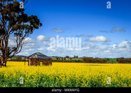 Golden Rapsfeld an einem schönen Sommertag mit Baum und altes Gebäude Stockfoto