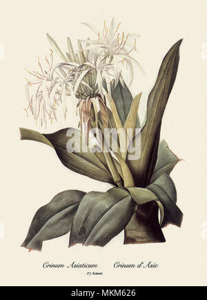 Crinum Asiaticum, Crinum d'Asie Stockfoto