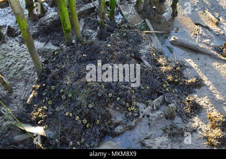 Ebbe in der palaphitic handwerkliche Fischerei Hafen von Carrasqueira, Mündung des Flusses Sado, Portugal Stockfoto