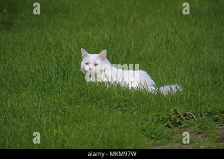 Alle Verkäufe an das Blaue Kreuz von Ziggy die schönsten odd-eyed white cat in der Welt mit einem blauen Auge und einer gelben Auge feline Heterochromia Stockfoto