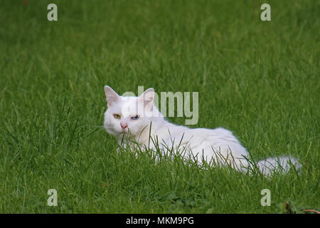 Alle Verkäufe an das Blaue Kreuz von Ziggy die schönsten odd-eyed white cat in der Welt mit einem blauen Auge und einer gelben Auge feline Heterochromia Stockfoto