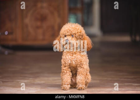 Cute Toy Pudel im Haus Stockfoto