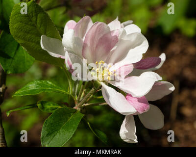 Rosa und weissen Feder Apple Blossom des Erbes (Cornwall 1800), Malus 'Cornish Gillyflower' Stockfoto