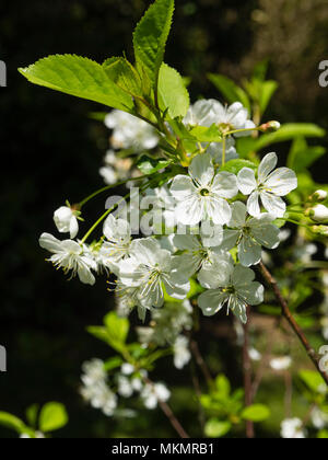 Weiße Blumen der Hardy Sauerkirsche, Prunus cerasus bin Orello' Stockfoto