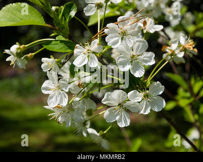 Weiße Blumen der Hardy Sauerkirsche, Prunus cerasus bin Orello' Stockfoto