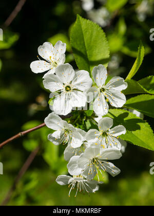 Weiße Blumen der Hardy Sauerkirsche, Prunus cerasus bin Orello' Stockfoto