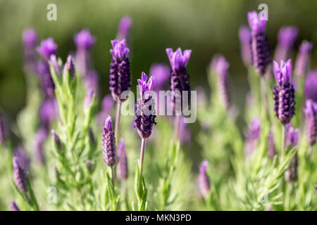 In der Nähe von französischen Lavendel lavandula stoechas, wachsen in einem Kraut Gärtnerei mit geringer Tiefenschärfe Stockfoto