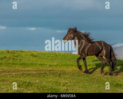 Isländische Pferd, Island Stockfoto