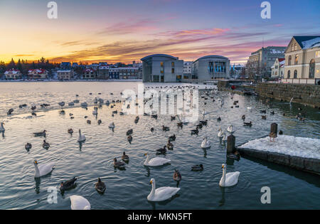 Schwäne und Enten im Reykjavik Teich (Tjornin) bei Sonnenuntergang, Island Stockfoto