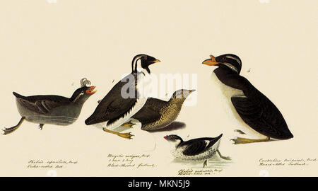 Und Murrelets Auklets Stockfoto