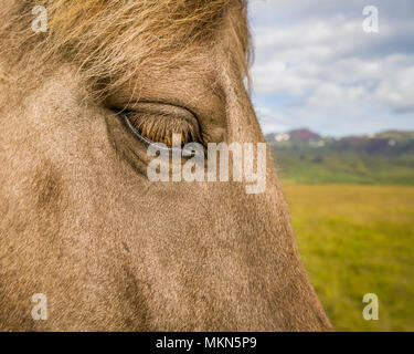 Isländische Pferd, Island Stockfoto