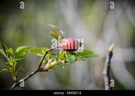 Alte Hedge rose Frucht mit neuen Blätter gegen verschwommenen Hintergrund Stockfoto