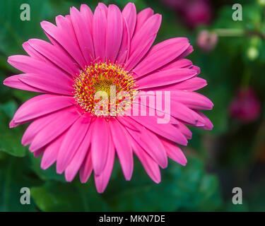 Rosa Gerber Daisy Flower in voller Blüte. Isoliert. Stock Bild. Stockfoto