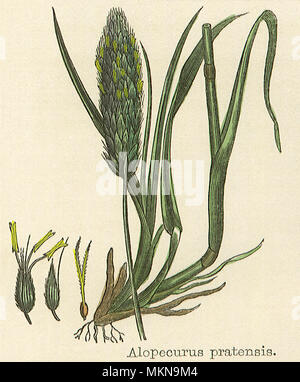 Wiese Foxtail-Grass Stockfoto