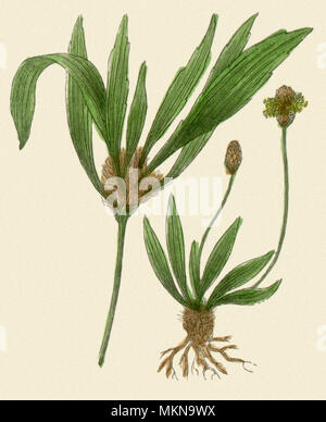 Plantago Integrifolia Stockfoto