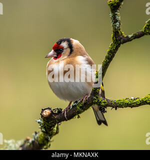 Europäische Stieglitz ist eine sehr farbige Finch mit einem hellen roten und gelben Flügel Patch auf einem Ast sitzend in Schottland Stockfoto