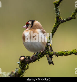 Europäische Stieglitz ist eine sehr farbige Finch mit einem hellen roten und gelben Flügel Patch auf einem Ast sitzend in Schottland Stockfoto