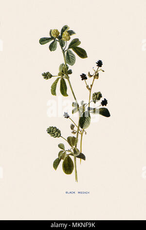 Gelbklee, Medicago lupulina Stockfoto