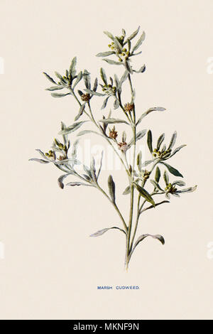 Marsh Cudweed, Gnaphalium uliginosum Stockfoto