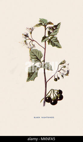 Schwarzer Nachtschatten, Solanum nigrum Stockfoto