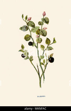Heidelbeere, Vaccinium myrtillus Stockfoto