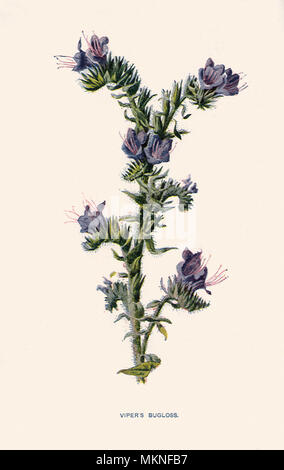 Viper's Bugloss, Echium vulgare Stockfoto