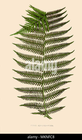 Pteris Aquilina Pinna Stockfoto