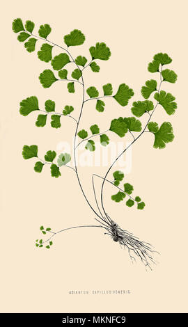 Adiantum capillus Veneris Stockfoto