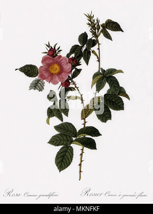 Big-Flowered Dog Rose, Rosa Canina. Stockfoto