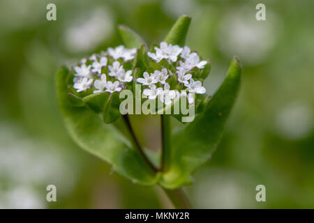 Gemeinsame cornsalad (Valerianella locusta) Pflanzen in Blüte. Niedrig wachsende Pflanze in der Familie Caprifoliaceae, des aka Feldsalat Stockfoto