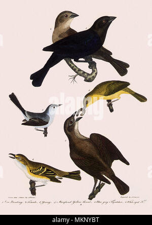 Cowbird, Gnatcatcher, Yellowthroat, & Vireo Stockfoto