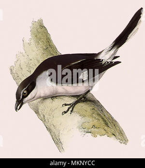 Northern Shrike, Lanius excubitor Stockfoto