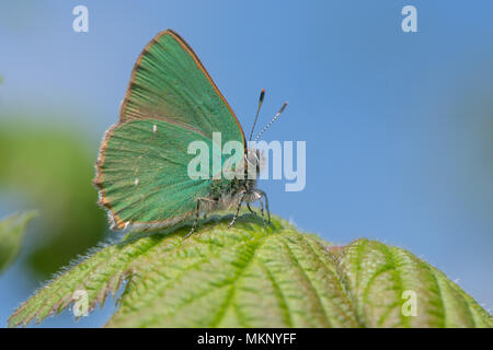 Green Hairstreak (Callophrys Rubi) männlichen auf Dornbusch. Schmetterling in der Familie Lycaenidae, in Ruhe mit geschlossenen Flügeln zeigt grüne Unterseite Stockfoto